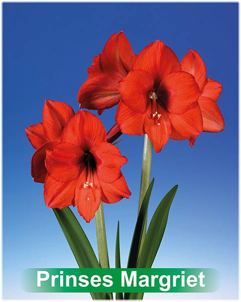 Prinses Margriet® amaryllis van Park Amaryllis — Park Amaryllis Prinses Margriet bloemen "The Amaryllis innovator"