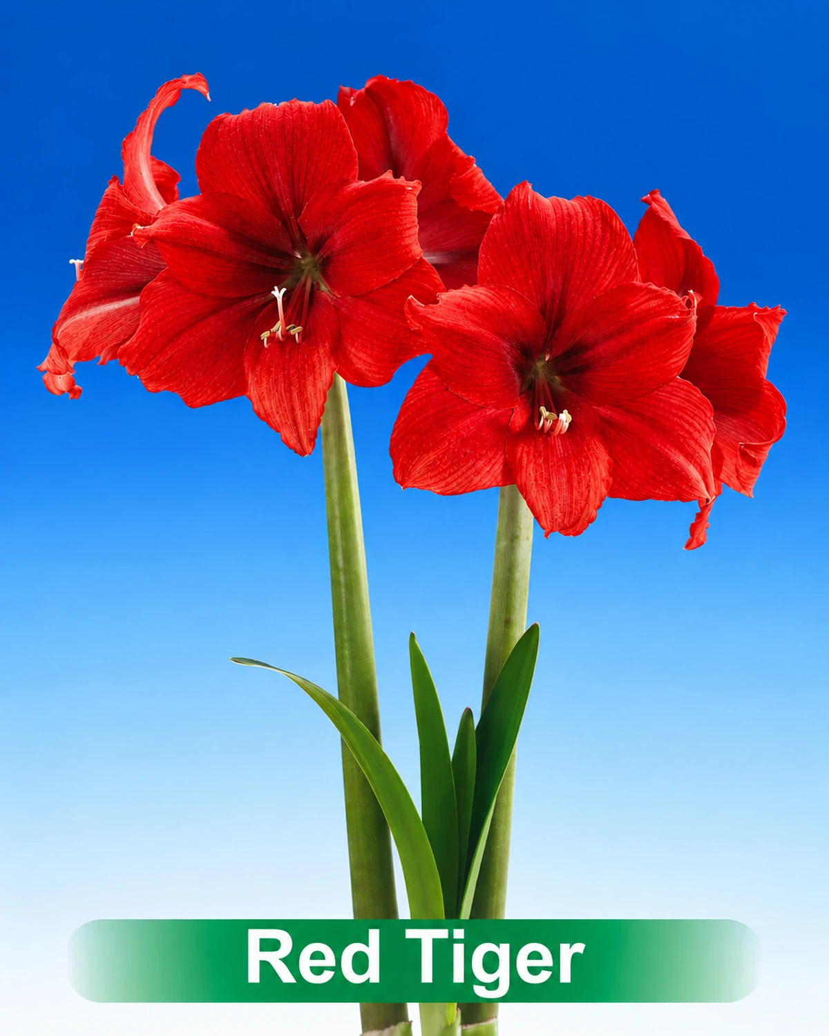 Red Tiger® amaryllis van Park Amaryllis — Red Tiger rode amaryllis van Park Amaryllis