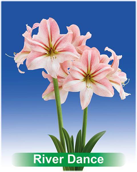 River Dance® amaryllis van Park Amaryllis — Park Amaryllis River Dance bloemen "The Amaryllis innovator"