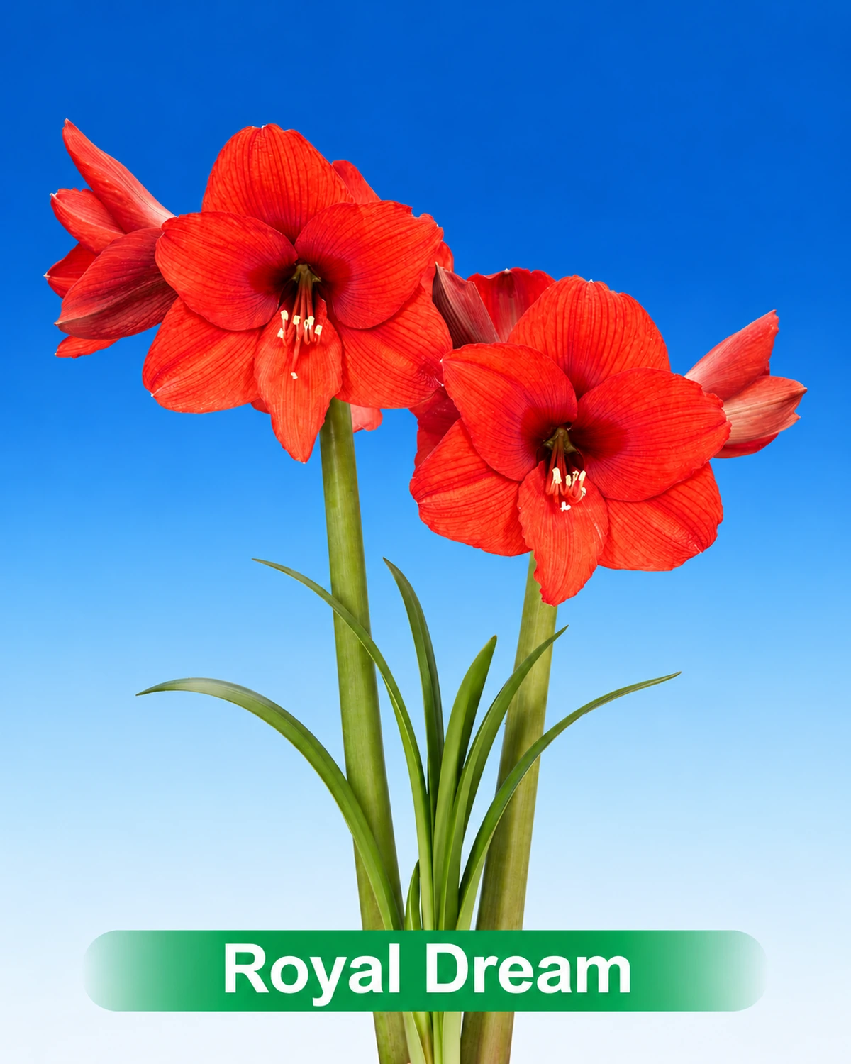 Royal Dream® amaryllis van Park Amaryllis — Royal Dream rode amaryllis van Park Amaryllis