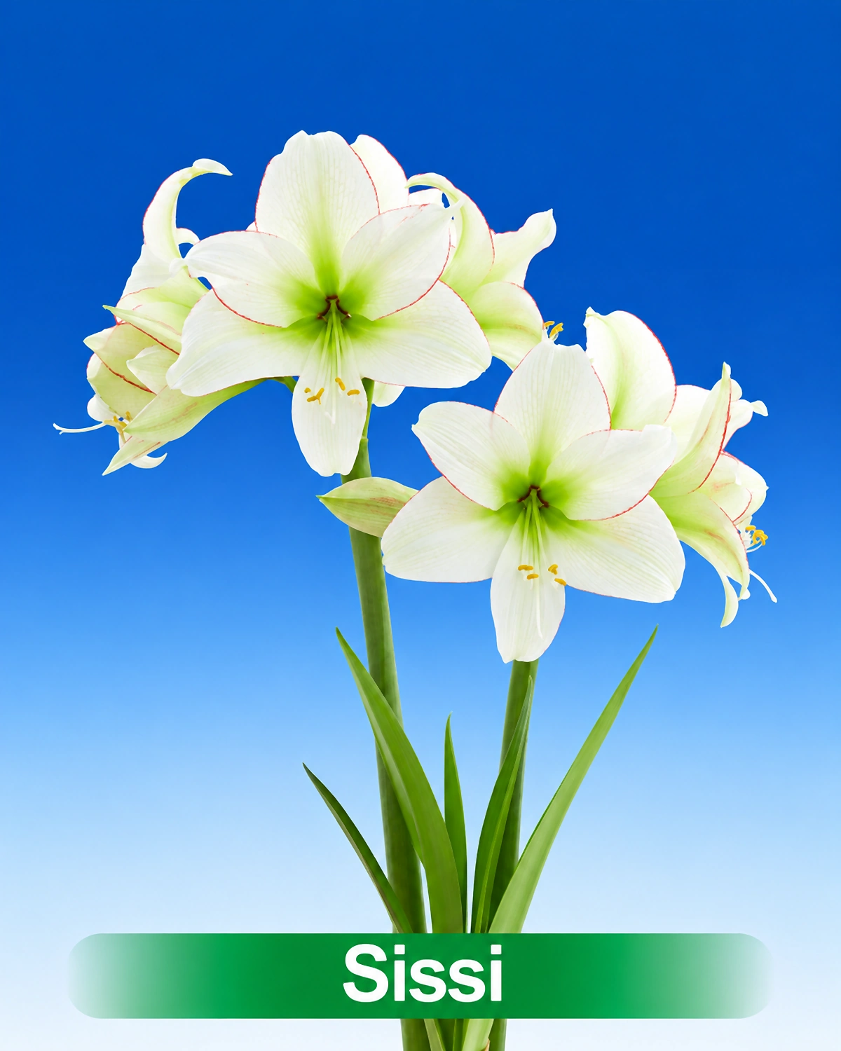 Sissi® amaryllis van Park Amaryllis — Sissi, wit met rode rand amaryllis van Park Amaryllis
