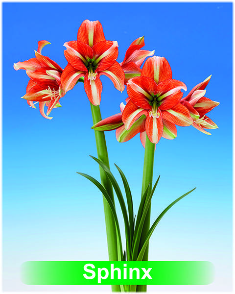 Sphinx® amaryllis van Park Amaryllis — Park Amaryllis Sphinx bloemen "The Amaryllis innovator"