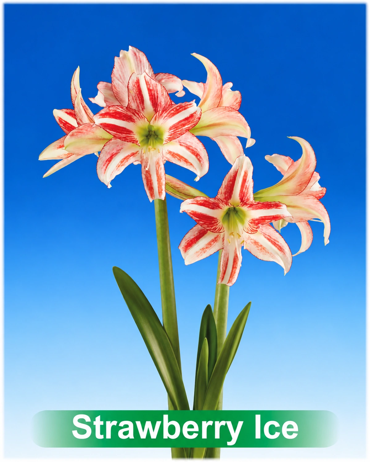 Strawberry Ice® amaryllis van Park Amaryllis — Strawberry Ice wit met rood gestreepte amaryllis Park Amaryllis