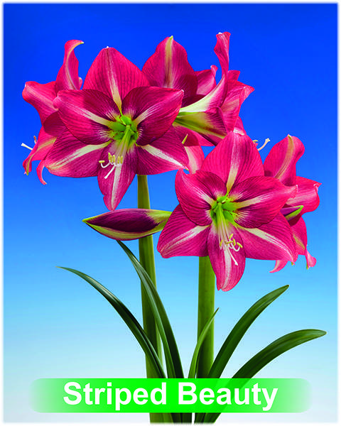 Striped Beauty® amaryllis van Park Amaryllis — Park Amaryllis Striped Beauty bloemen "The Amaryllis innovator"