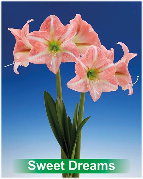 Sweet Dreams® amaryllis van Park Amaryllis — Park Amaryllis Sweet Dreams bloemen "The Amaryllis Innovator"