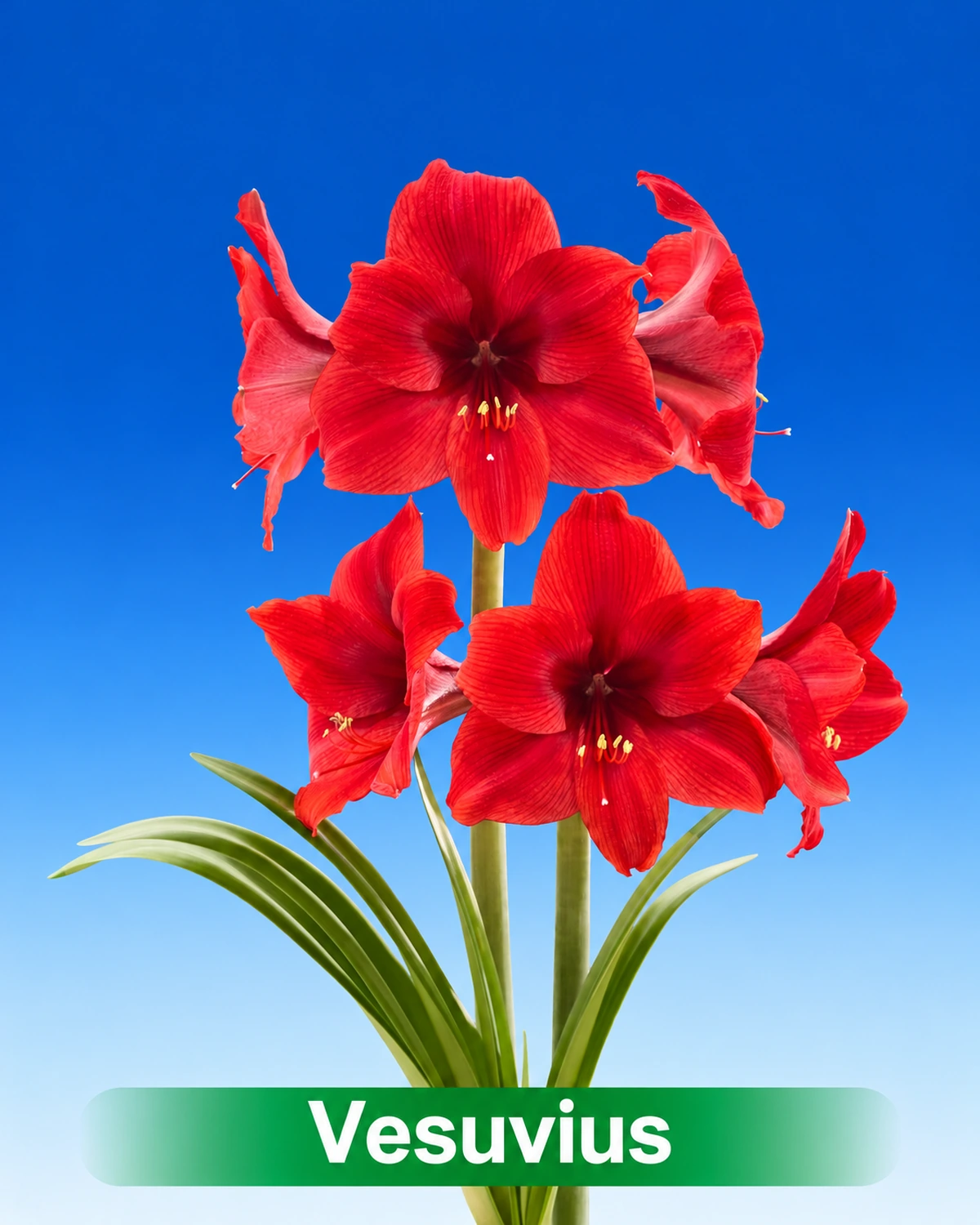 Vesuvius® amaryllis van Park Amaryllis — Vesuvius rode amaryllis van Park Amaryllis