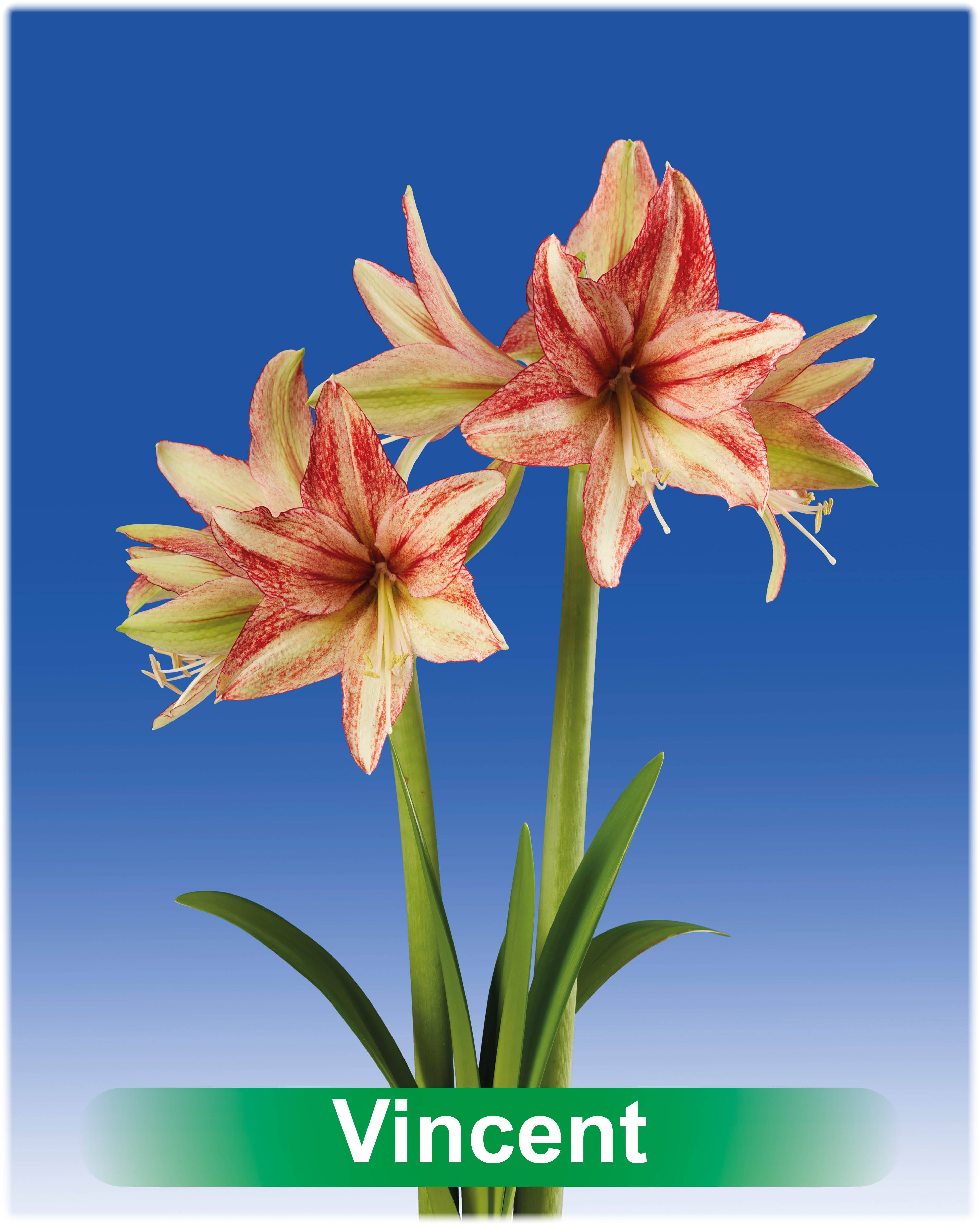 Vincent® amaryllis van Park Amaryllis — Vincent® crème met roze van Park Amaryllis