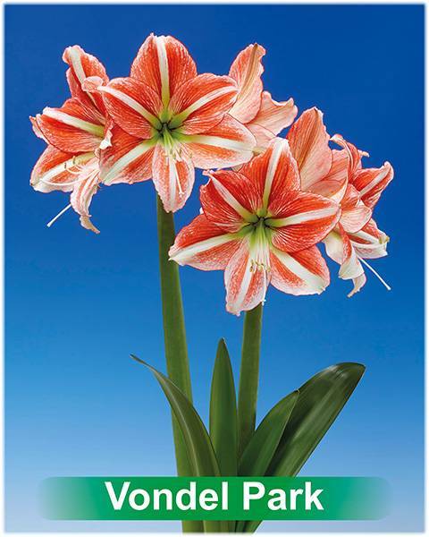 Vondel Park® amaryllis van Park Amaryllis — Park Amaryllis Vondel Park bloemen "The Amaryllis innovator"