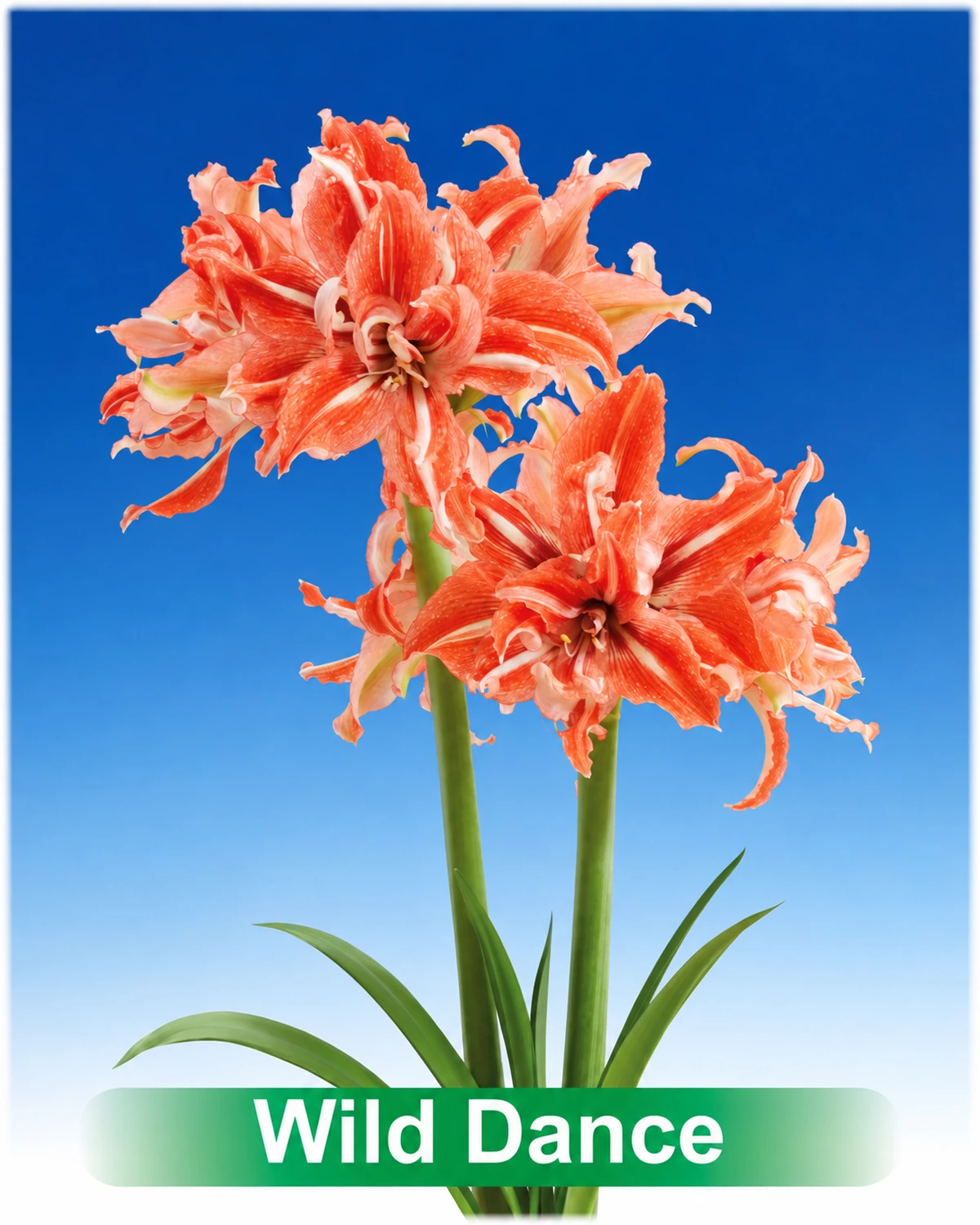 Wild Dance ® amaryllis van Park Amaryllis — Wild Dance rood met wit dubbel gestreepte amaryllis Park Amaryllis