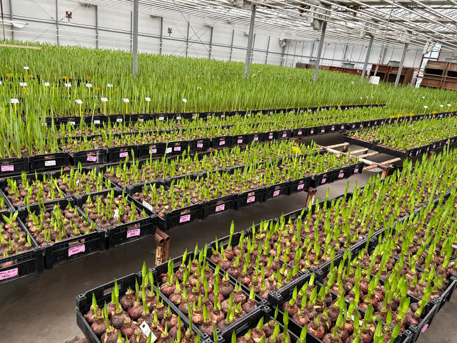 Das Wassertreiberei-Gewächshaus von Park Amaryllis, voller Kisten mit knospigen Amarylliszwiebeln — Grandiosa® Konzept