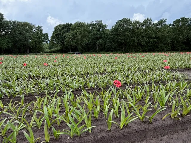 Amaryllis im Freiland bei Park Amaryllis in Heiloo