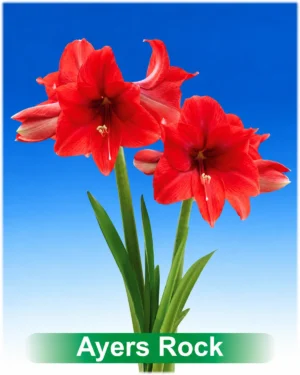 Ayers Rock rode amaryllis van Park Amaryllis
