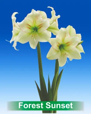 Forest Sunset creme met rode amaryllis van Park Amaryllis