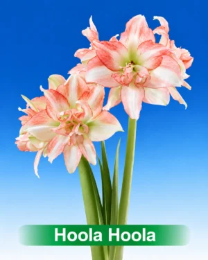 Hoola Hoola oranje met witte dubbelbloemige amaryllis van Park Amaryllis