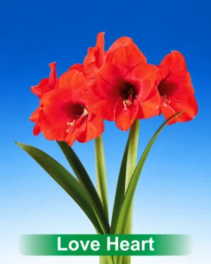 Love Heart rode amaryllis van Park Amaryllis