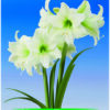 Park Amaryllis witte amaryllis Mount Everest, amaryllis bol