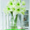 Park Amaryllis witte amaryllis Mount Everest in vaas, amaryllis bol