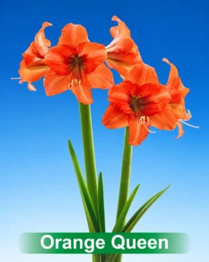 Orange Queen oranje amaryllis van Park Amaryllis