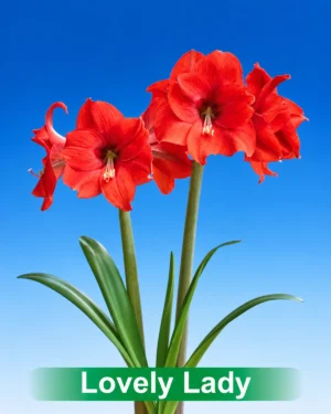 Lovely Lady rode amaryllis van Park Amaryllis