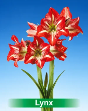 Lynx rood met witte amaryllis van Park Amaryllis