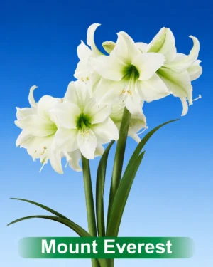 Mount Everest witte amaryllis van Park Amaryllis