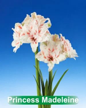 Princess Madeleine wit rood gestreepte amaryllis Park Amaryllis