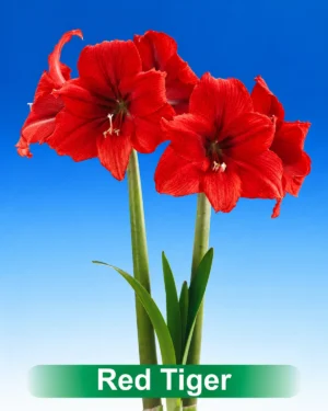 Red Tiger rode amaryllis van Park Amaryllis