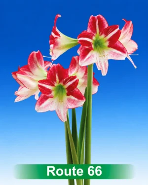 Route 66 rood met wit gestreepte amaryllis Park Amaryllis