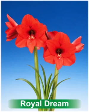 Royal Dream in pot rode amaryllis van Park Amaryllis