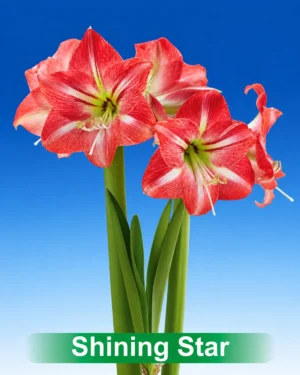 Shining Star rood met wit gestreepte amaryllis Park Amaryllis