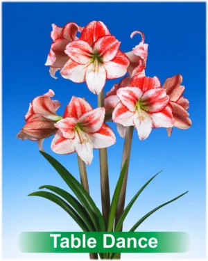 Table Dance wit met rood gestreepte amaryllis Park Amaryllis