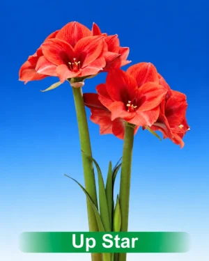 Up Stars rode amaryllis Park Amaryllis