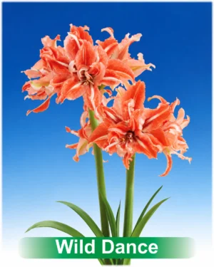 Wild Dance rood met wit dubbel gestreepte amaryllis Park Amaryllis