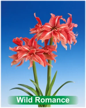 Wild Romance roze met wit dubbel gestreepte amaryllis Park Amaryllis