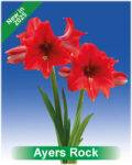 Park Amaryllis Ayers Rock bloemen "The Amaryllis innovator"