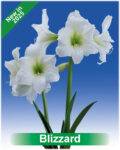 Park Amaryllis Blizzard bloemen "The Amaryllis innovator"