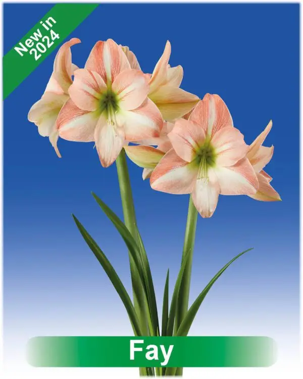 Park Amaryllis Fay