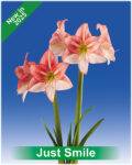 Park Amaryllis Just Smile bloemen "The Amaryllis innovator"