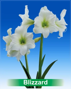 Blizzard witte amaryllis Park Amaryllis
