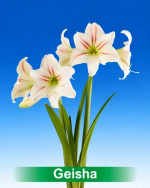 Geisha wit met rode amaryllis van Park Amaryllis