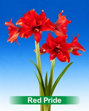 Red Pride rode dubbelbloemige amaryllis van Park Amaryllis