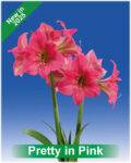 Park Amaryllis Pretty in Pink bloemen "The Amaryllis innovator"