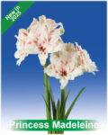 Park Amaryllis Princess Madeleine bloemen "The Amaryllis innovator"