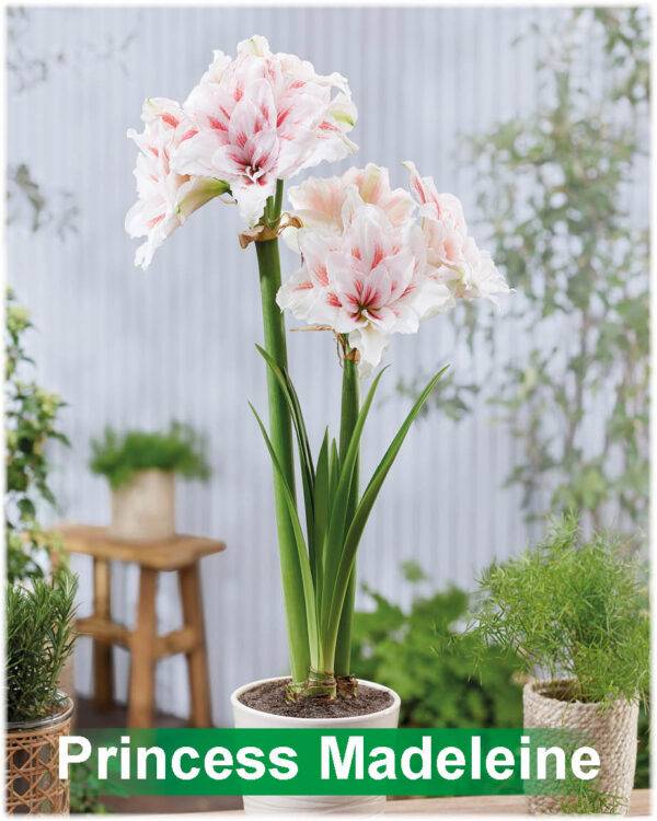 Park Amaryllis Princess Madeleine bloemen in pot "The Amaryllis innovator"