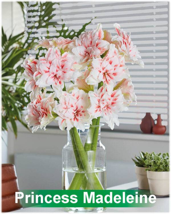 Park Amaryllis Princess Madeleine bloemen in vaas "The Amaryllis innovator"