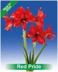 Park Amaryllis Red Pride bloemen "The Amaryllis innovator"