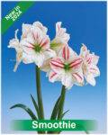 Park Amaryllis Smoothie bloemen "The Amaryllis innovator"