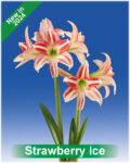 Park Amaryllis Strawberry Ice