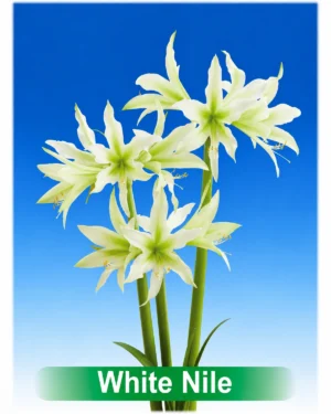 White Nile witte cybister amaryllis Park Amaryllis