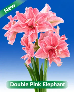 Double Pink Elephant roze dubbelbloemige amaryllis van Park Amaryllis